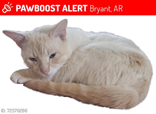 Lost Male Cat last seen Near woodland drive ar , Bryant, AR 72022