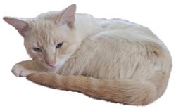 Lost Male Cat last seen Near woodland drive ar , Bryant, AR 72022