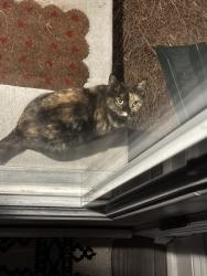 Found/Stray Unknown Cat last seen Amavi mooresville, Mooresville, NC 28115