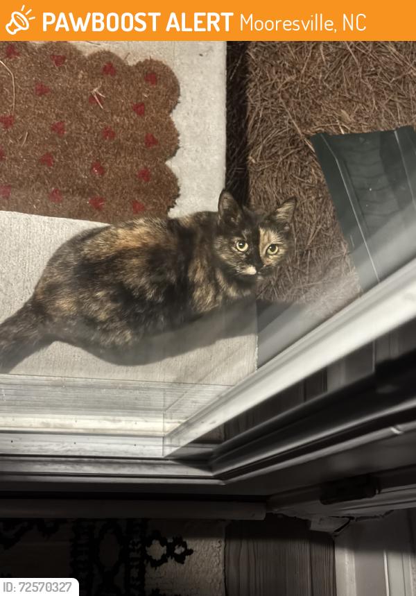 Found/Stray Unknown Cat last seen Amavi mooresville, Mooresville, NC 28115