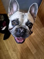 Lost Male Dog last seen Steiglitzs rd, Steiglitz, QLD 4207