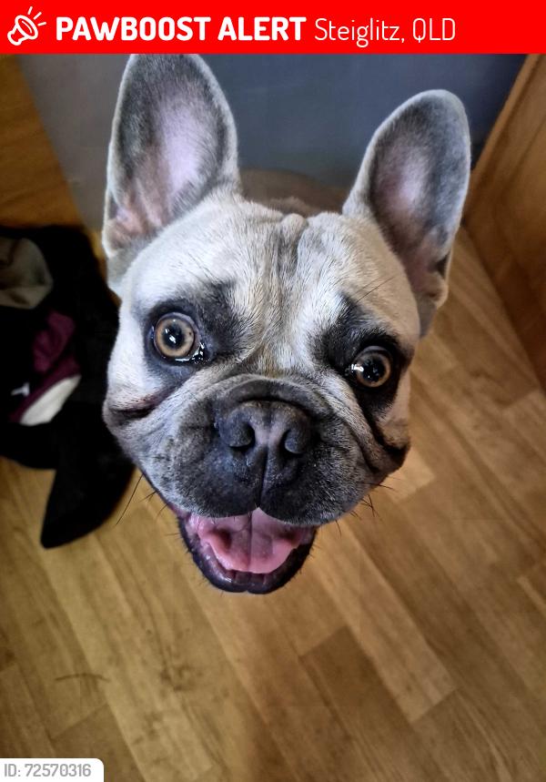 Lost Male Dog last seen Steiglitzs rd, Steiglitz, QLD 4207