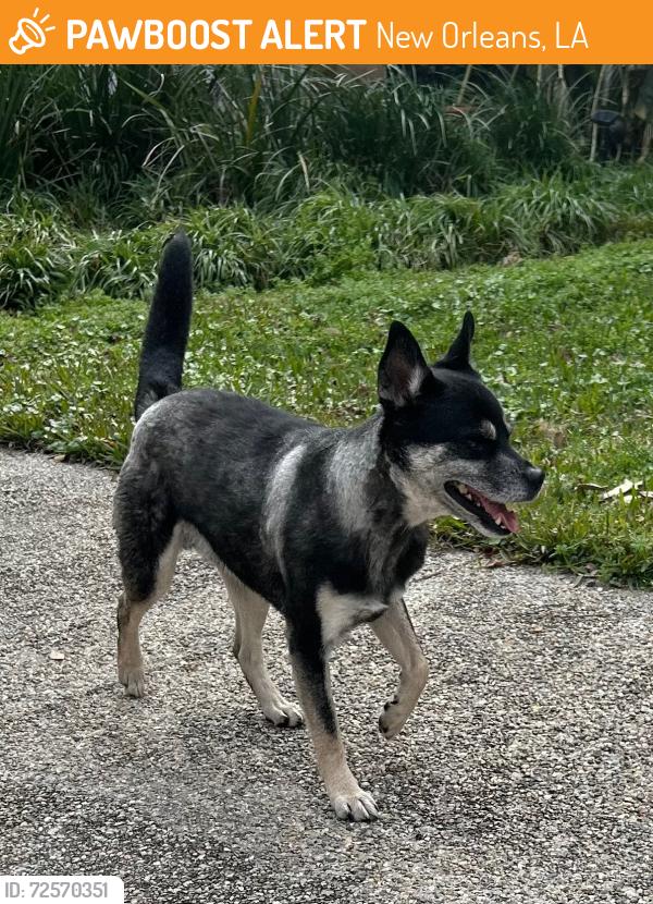 Found/Stray Male Dog last seen st. bernard and Toussaint, New Orleans, LA 70122