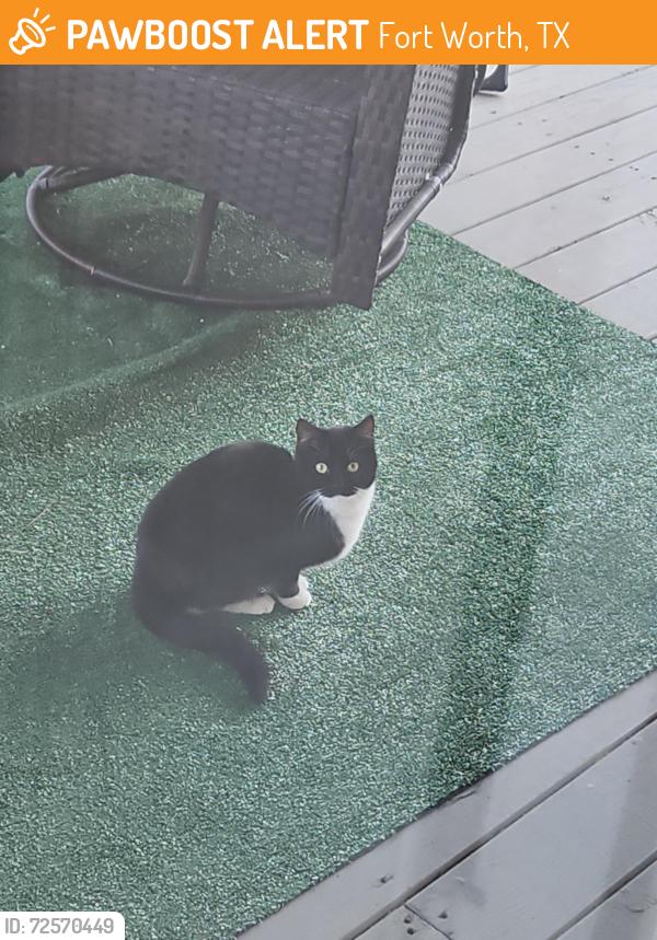 Found/Stray Unknown Cat last seen Settlement Plaza Dr, Fort Worth, TX 76108