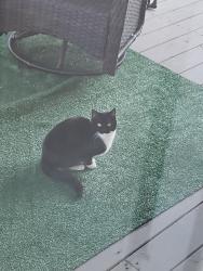 Found/Stray Unknown Cat last seen Settlement Plaza Dr, Fort Worth, TX 76108