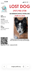 Reunited Female Dog last seen Near dogwood tree way, grove city Ohio, Grove City, OH 43123