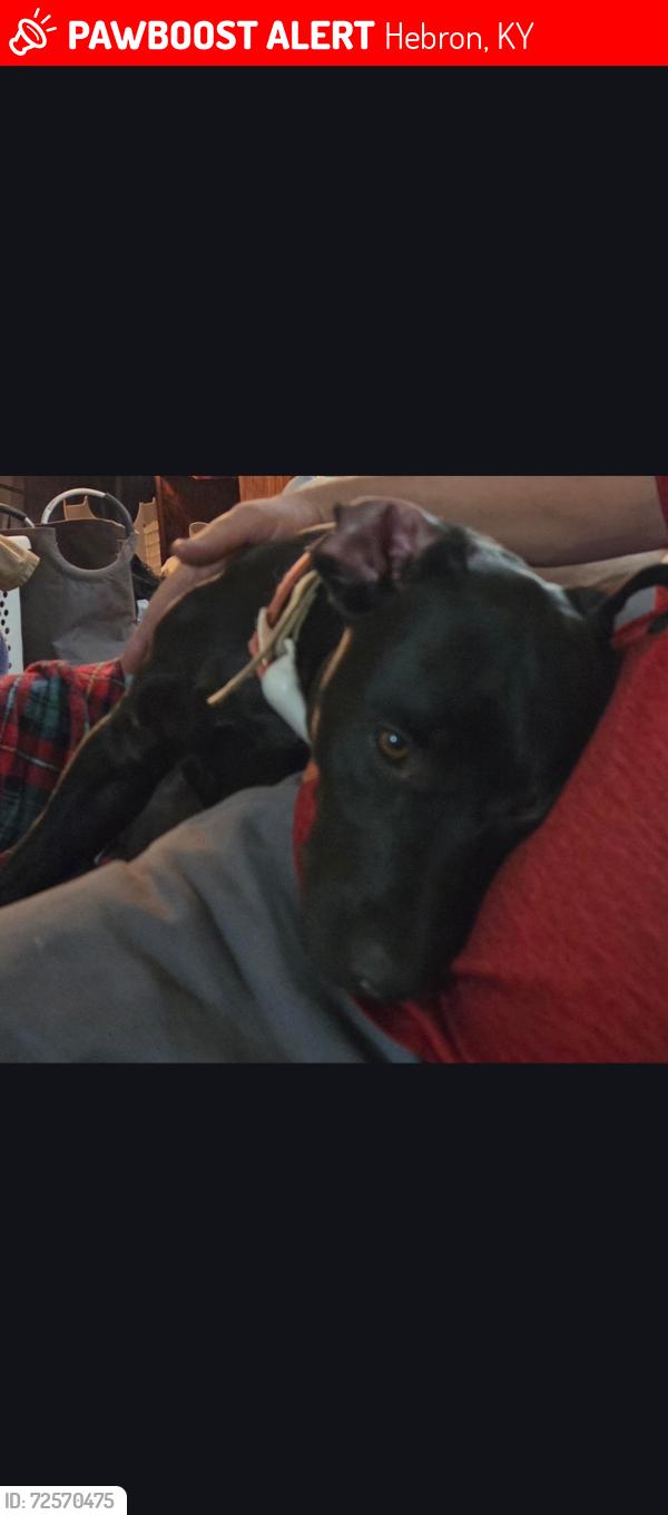 Lost Male Dog last seen Near northe pointe elementary , Hebron, KY 41048