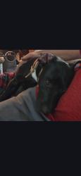 Lost Male Dog last seen Near northe pointe elementary , Hebron, KY 41048