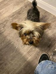 Lost Male Dog last seen Near Cheshire way , San Antonio, TX 78254