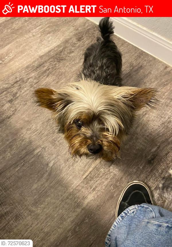 Lost Male Dog last seen Near Cheshire way , San Antonio, TX 78254
