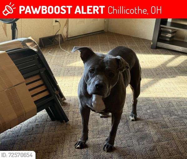 Lost Female Dog last seen Trego Creek Road , Chillicothe, OH 45601