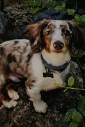 Lost Male Dog last seen QUINTON OKLAHOMA, Quinton, OK 74561