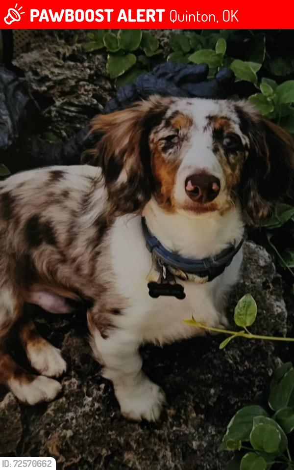 Lost Male Dog last seen QUINTON OKLAHOMA, Quinton, OK 74561