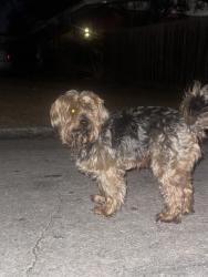Found/Stray Male Dog last seen N Hastings and silver start, Orlando, FL 32808