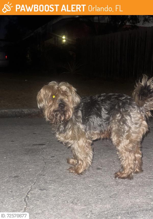 Found/Stray Male Dog last seen N Hastings and silver start, Orlando, FL 32808