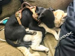 Reunited Female Dog last seen Near Aubry St, Perris, CA 92570, USA, Perris, CA 92570