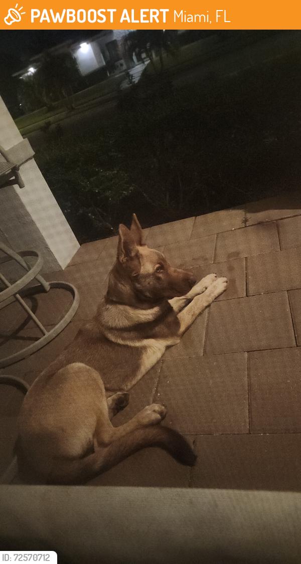Found/Stray Unknown Dog last seen by the last lake side of Lennar Galiano, Miami, FL 33177