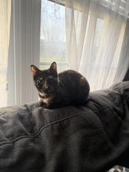 Lost Female Cat last seen South plaza and south independence , Virginia Beach, VA 23462