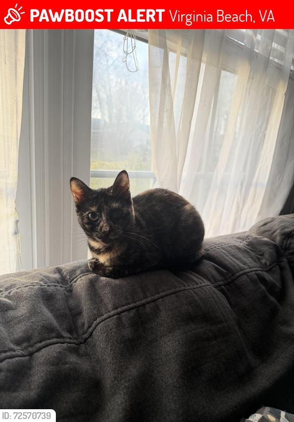 Lost Female Cat last seen South plaza and south independence , Virginia Beach, VA 23462