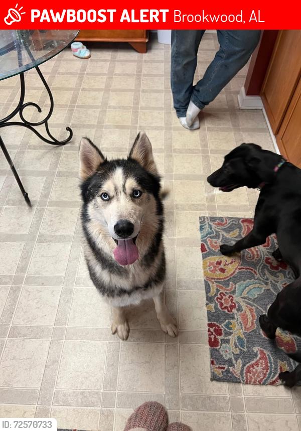 Lost Male Dog last seen Brackner Drive and Howton Loop, Brackner Drive and Walden Pond Road, Brookwood, AL 35444