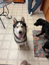 Lost Male Dog last seen Brackner Drive and Howton Loop, Brackner Drive and Walden Pond Road, Brookwood, AL 35444
