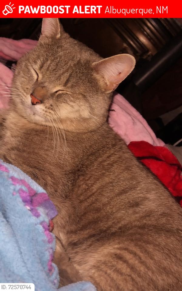 Lost Male Cat last seen Louisiana , Albuquerque, NM 87108