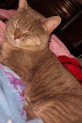 Lost Male Cat last seen Louisiana , Albuquerque, NM 87108