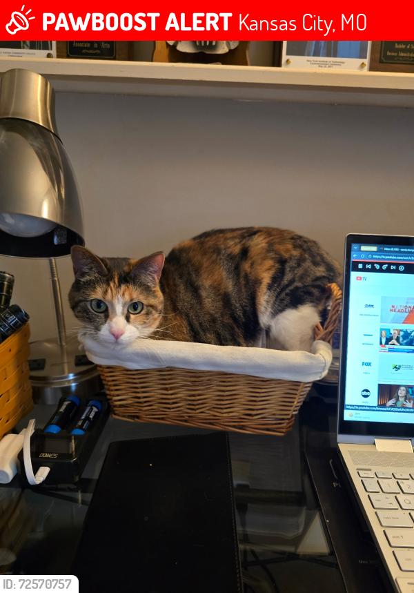 Lost Female Cat last seen N Wyandotte & N Baltimore Ave, Kansas City, MO 64155