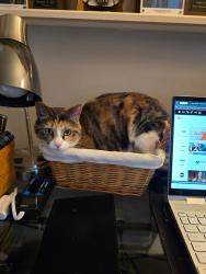 Lost Female Cat last seen N Wyandotte & N Baltimore Ave, Kansas City, MO 64155