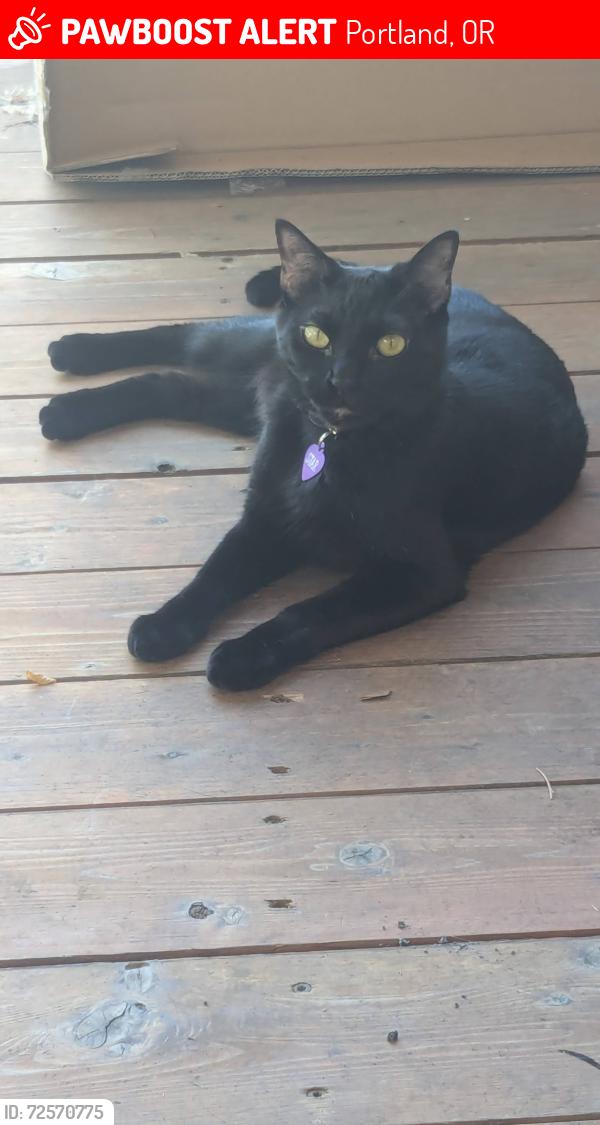 Lost Male Cat last seen Near NE Alberta St Portland, OR 97218, Portland, OR 97218
