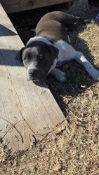 Lost Male Dog last seen Near pepes store, Dallas, TX 75212