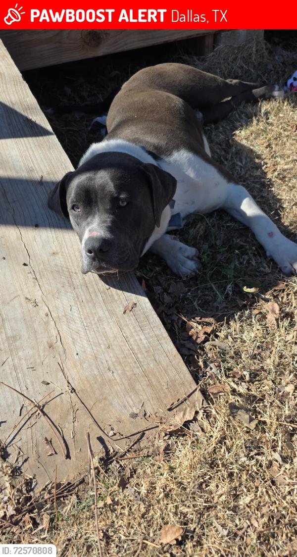 Lost Male Dog last seen Near pepes store, Dallas, TX 75212