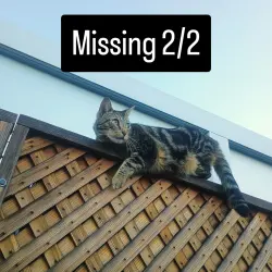 Lost Male Cat last seen Birney Tech, Pico Rivera, CA 90660
