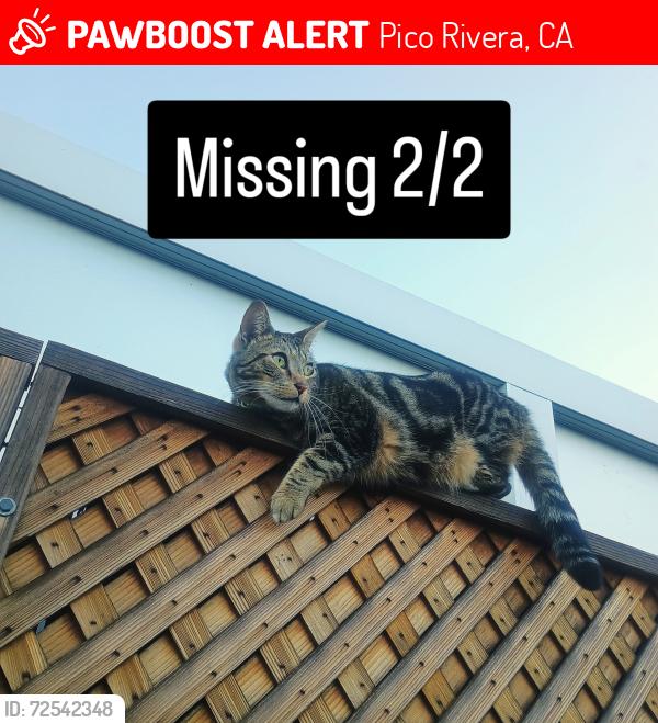 Lost Male Cat last seen Birney Tech, Pico Rivera, CA 90660
