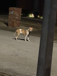 Found/Stray Female Dog last seen Lucerne Dr and Starkenburg , Memphis, TN 38115