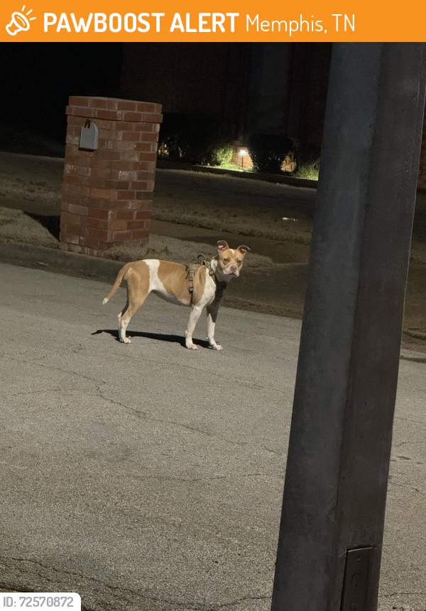 Found/Stray Female Dog last seen Lucerne Dr and Starkenburg , Memphis, TN 38115