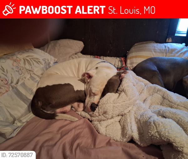 Lost Male Dog last seen Pennsylvania and prim, St. Louis, MO 63111