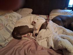 Lost Male Dog last seen Pennsylvania and prim, St. Louis, MO 63111