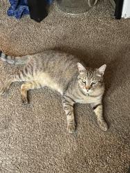 Lost Male Cat last seen Ashlan and Minnewawa, Fresno, CA 93727