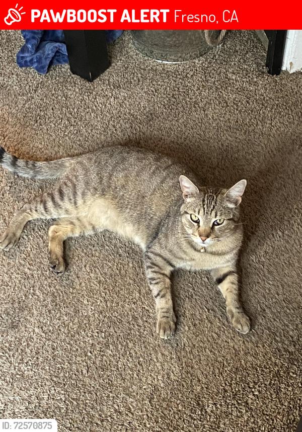 Lost Male Cat last seen Ashlan and Minnewawa, Fresno, CA 93727