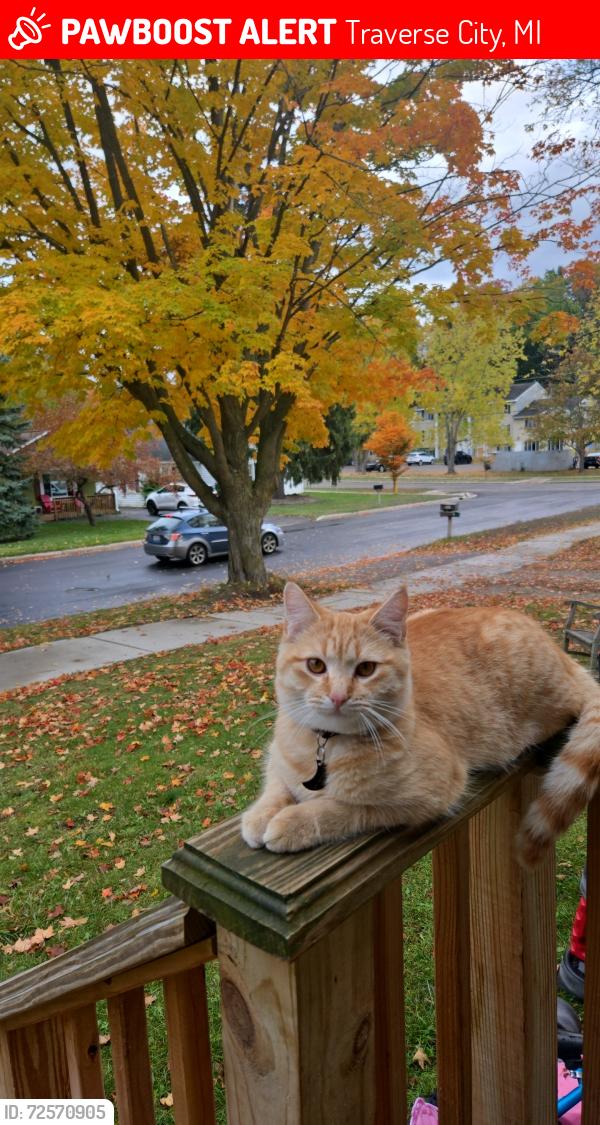Lost Male Cat last seen Hannah, Bates, and Barlow., Traverse City, MI 49686