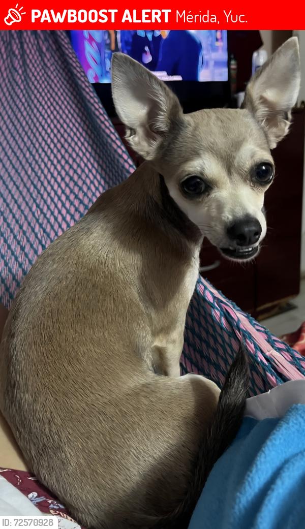 Lost Female Dog last seen Avenida fidel velazquez, Mérida, Yuc. 