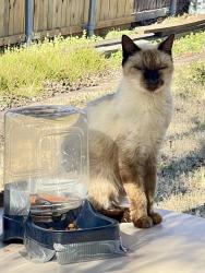 Lost Female Cat last seen San Patricio Drive and Losa Street , Dallas, TX 75201