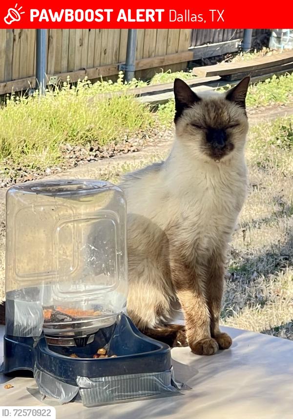 Lost Female Cat last seen San Patricio Drive and Losa Street , Dallas, TX 75201