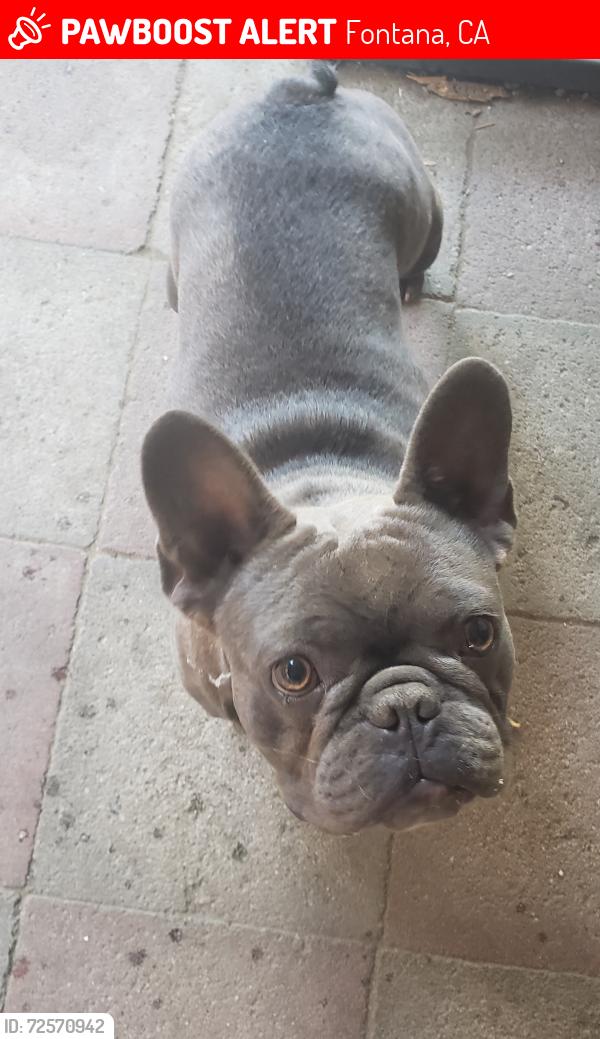 Lost Male Dog last seen Valley/Palmetto, Fontana, CA 92335