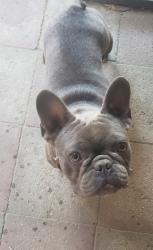 Lost Male Dog last seen Valley/Palmetto, Fontana, CA 92335