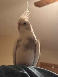Lost Male Bird last seen Doyle Rd, Deltona, FL 32738