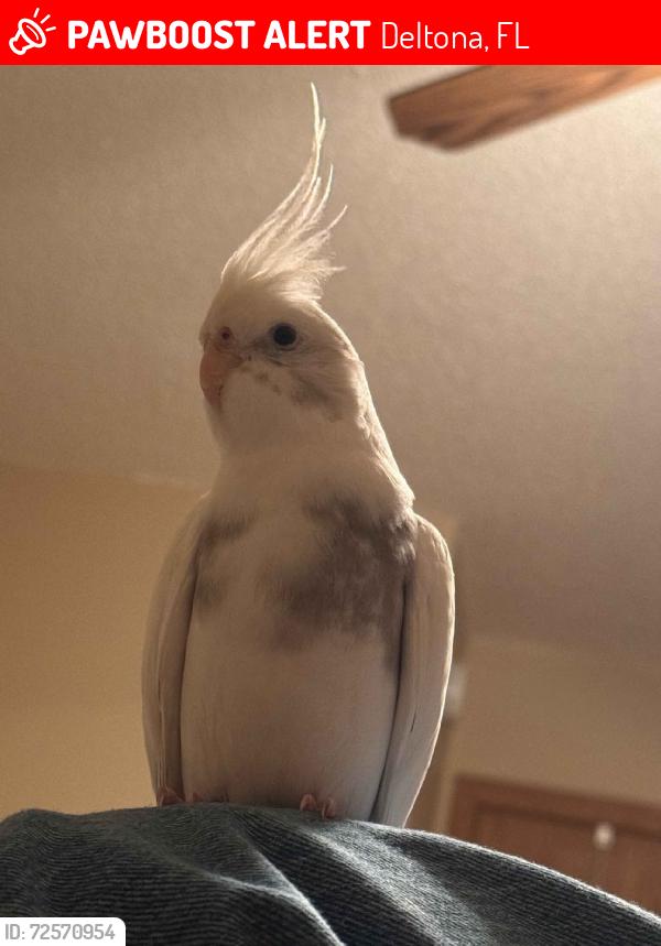 Lost Male Bird last seen Doyle Rd, Deltona, FL 32738