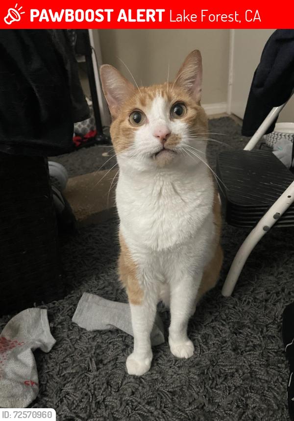 Lost Male Cat last seen Aliso Creek Trail, Lake Forest, CA 92691