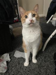 Lost Male Cat last seen Aliso Creek Trail, Lake Forest, CA 92691